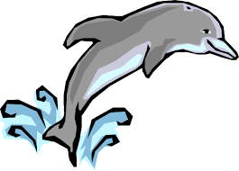 Dolphin Jumping